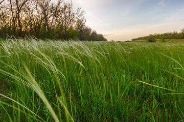 The meadow with feather grass near the forest in the dusk time