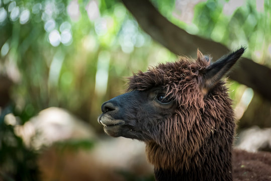 Alpaca red brown face close up side view
