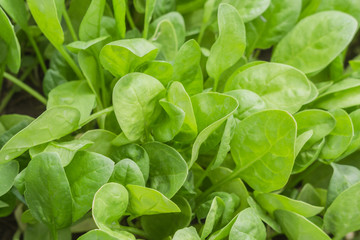 spinach in the garden