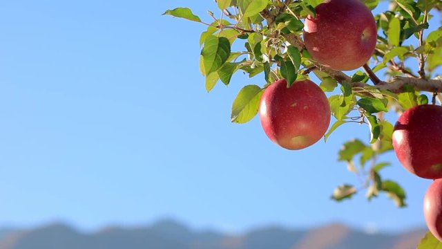 Apples of Fuji variety in orchard against blue sky and mountains.