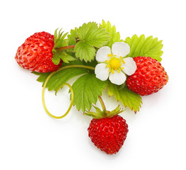Wild strawberry isolated on white background