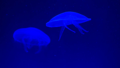Méduse en mer bleu sous-marin récif