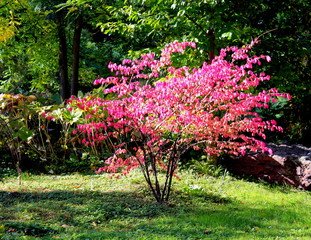 Beautiful tree in autumn Euonymus winged