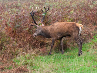 Red Deer Stag in morning light