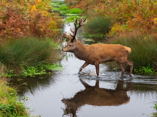 Red Deer Stag walking in water
