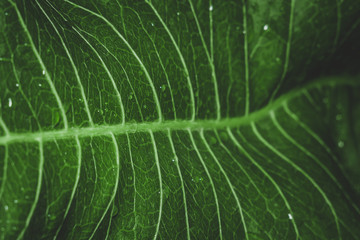 water drops on green leaf macro photo