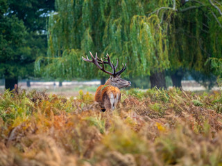 Red Deer Stag in morning light