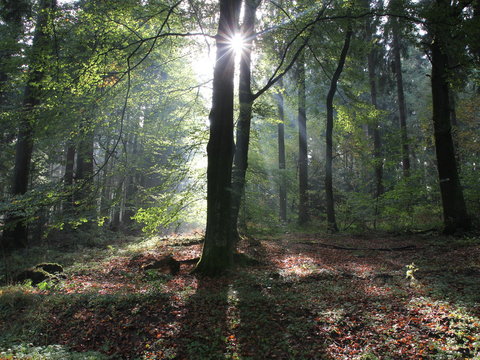 Fr&uuml;hmorgens im Wald