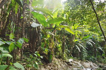 landscape of forest and rive in forest