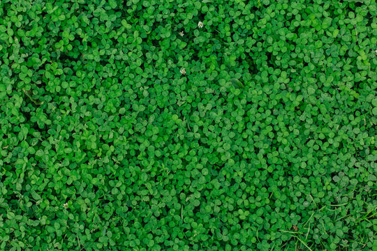 Natural green grass clover texture. Natural background.