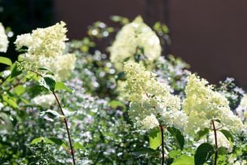 Delicate white Hydrangea flowers on blur nature green background. Beautiful  garden flowers. Shallow depth of field.