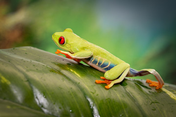 green tree frog on a leaf
