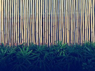 Bamboo background, texture