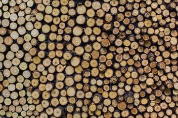 Wooden stumps close up. Small pine wooden circles pattern.
