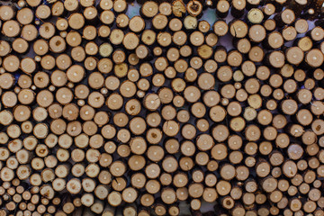 Wooden stumps close up. Small pine wooden circles pattern.