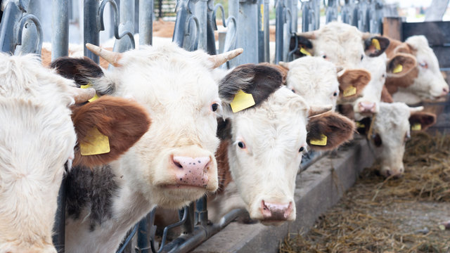 Hofeigenen Bio Kalb nachzucht, Kuh, K&auml;lber, drau&szlig;en