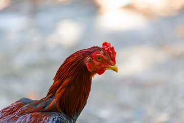 Thai fighting cock or Rooster chicken close up.