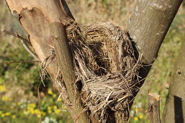 Vogelnest Frühling