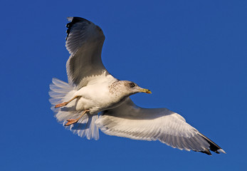 Möwe im Flug