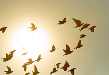 flock of flying pigeon bird against sun light sky