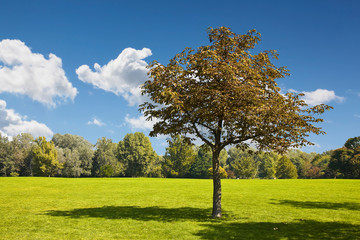 Isolated tree in a green meadow - Image with copy space