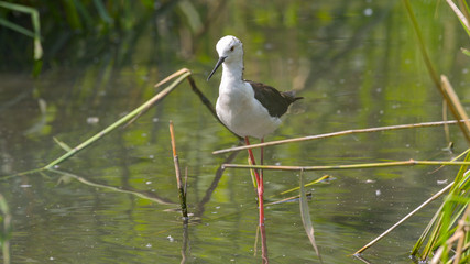 Cavaliere d'Italia che cammina in mezzo al lago