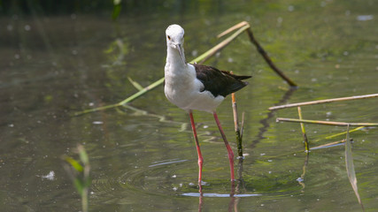 Cavaliere d'Italia fermo in mezzo all'acqua del lago