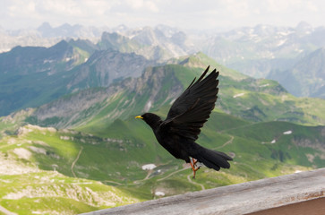 Ein Rabe im Abflug - wunderschöne Aussicht auf die Alpen