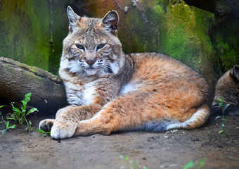 lince rojo