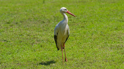 Cicogna bianca ferma sul prato verde che osserva a destra