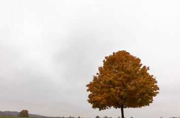 orange leaves on a solitary tree isolated against a white background