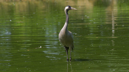 Gru ferma nell'acqua del laghetto verde