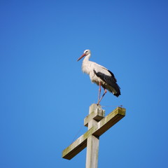 stork on the cross
