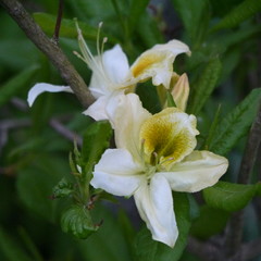 white and yellow clematis in the sunless garden