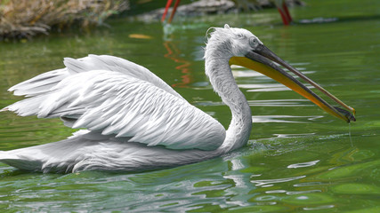 Pellicano con un pesce nel becco