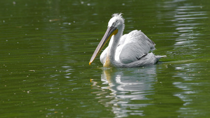Pellicano che nuota sul laghetto 