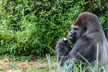 Gorille m&acirc;le dominant dos argent&eacute;