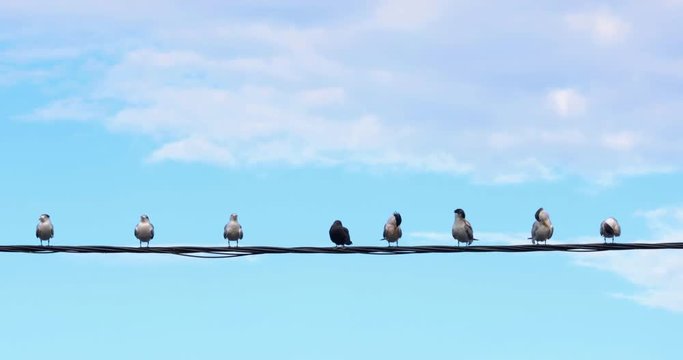 bird on a wire