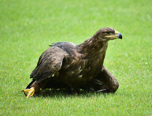 aguila