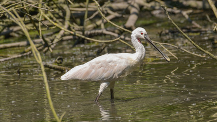 Spatola nel fiume che cammina verso destra
