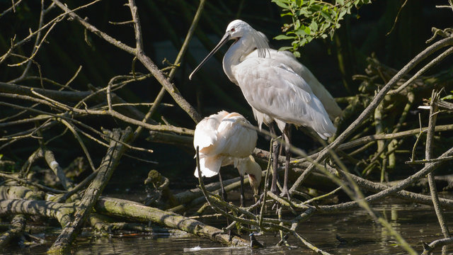 Coppia di spatola che nidificano sul fiume