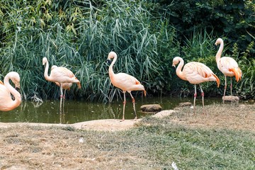 Flamingo at Zoo