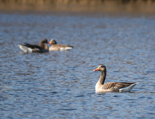 Duck on a lake