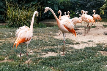 Flamingo at Zoo
