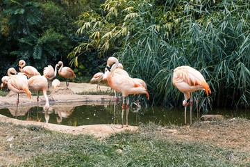 Flamingo at Zoo