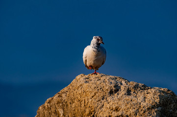 Pigeon isolated view with blue sky background