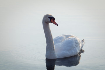 Obraz na płótnie Canvas Pretty swan on a lake