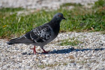pigeon on grass at beach