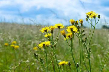 Meadow grass and flowers. Wild flowers, chamomile, summer. Grass and flowers in the field.