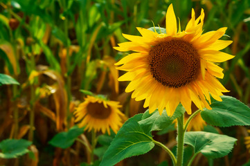 Fototapeta premium Beautiful sunflowers growing in field.